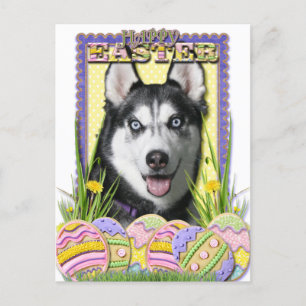 Påskägg Cookies - Siberian husky Helg Vykort