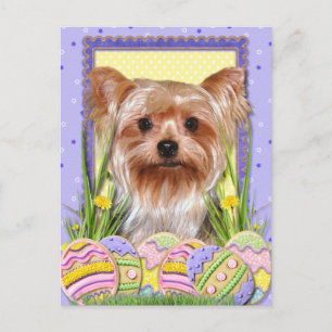 Påskägg Cookies - Yorkshire Terrier Helg Vykort