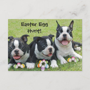 Påskägg Hunt Boston Terrier Hundar inbjudningar