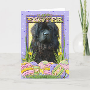 Påskäggkakor - Newfoundland Helgkort