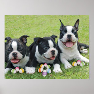 PåskBoston terriers Poster