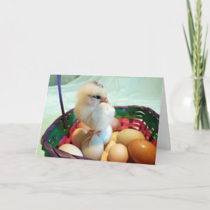 Påskchick i en äggbasket helgkort
