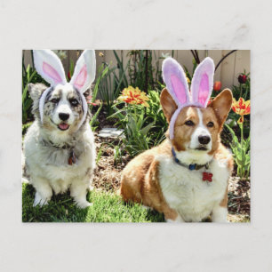 PåskCorgis Helg Vykort
