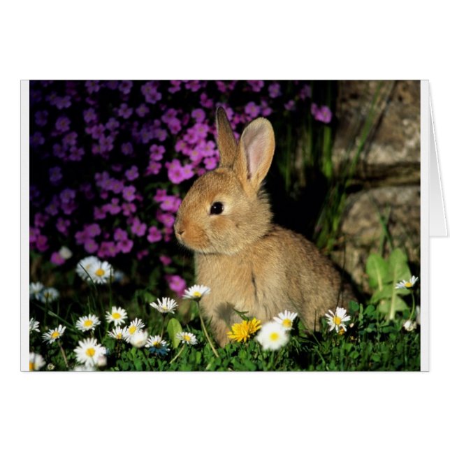 Påskhare Hälsningskort (Framsidan Horizontal)