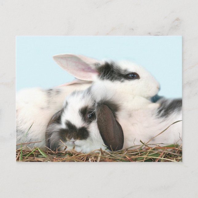 Påskhare Helg Vykort (Framsida)