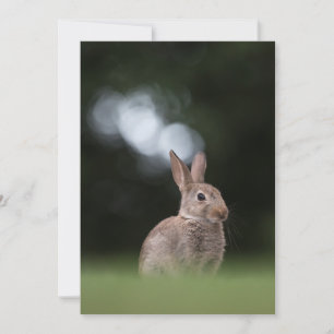 Påskharen Natur Fotokort Spara Datumet