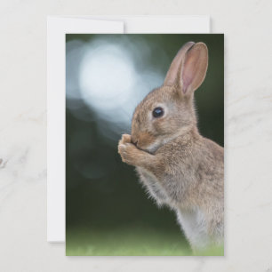 Påskharens Fotokort Spara Datumet