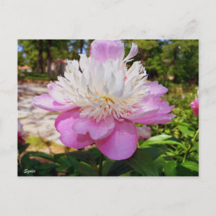 Påskkort med rosa peony helg vykort