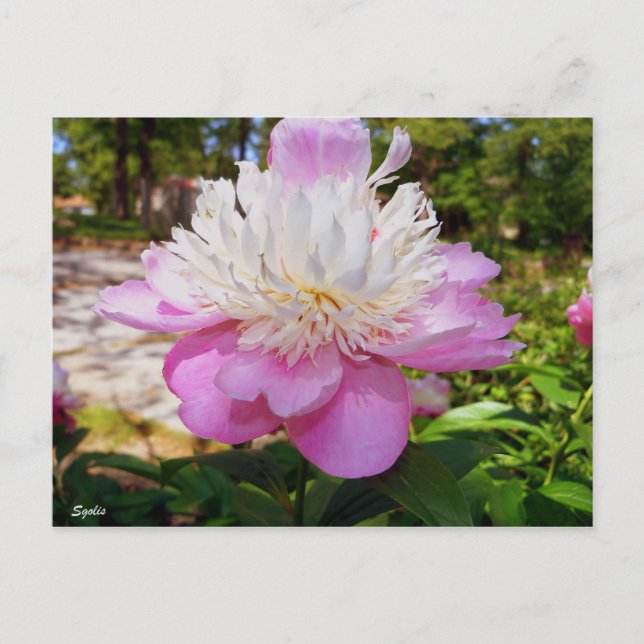 Påskkort med rosa peony helg vykort (Framsida)