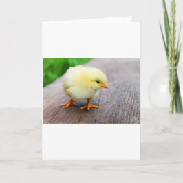 Påskkyckling Helgkort