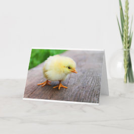 Påskkyckling Helgkort