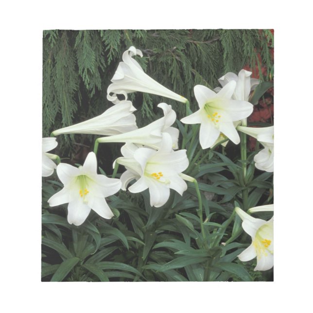 Påsklilja (Lilium regale) Anteckningsblock (Framsida)
