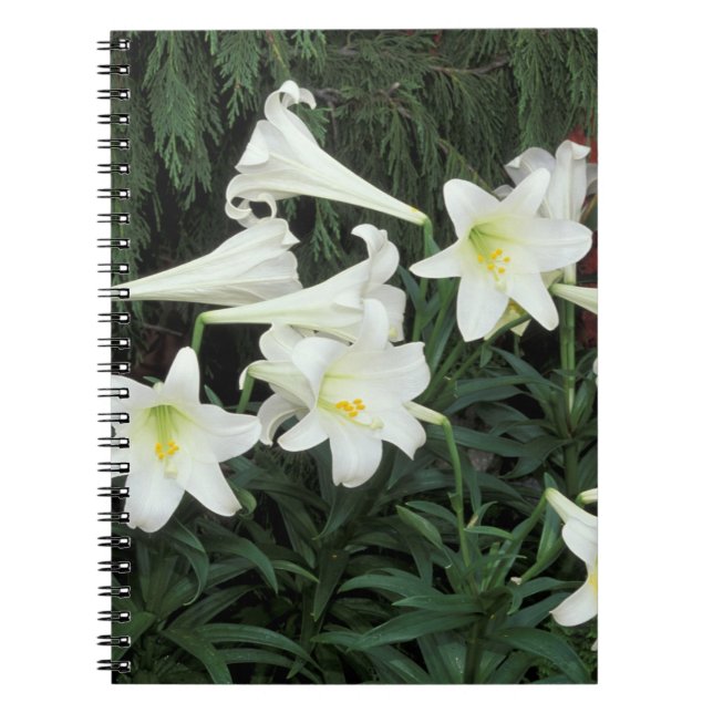 Påsklilja (Lilium regale) Anteckningsbok (Framsidan)