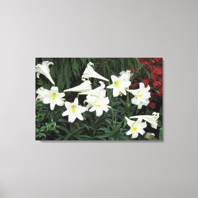 Påsklilja (Lilium regale) Canvastryck (Framsida)