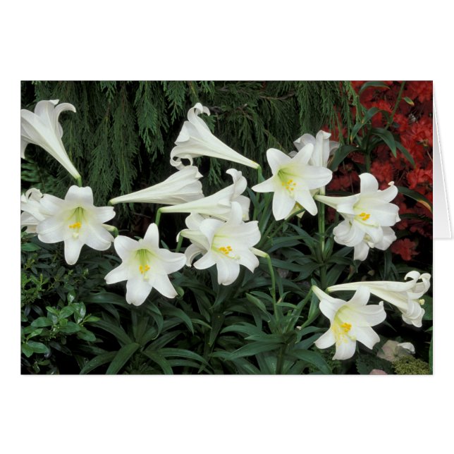 Påsklilja (Lilium regale) Hälsningskort (Framsidan Horizontal)