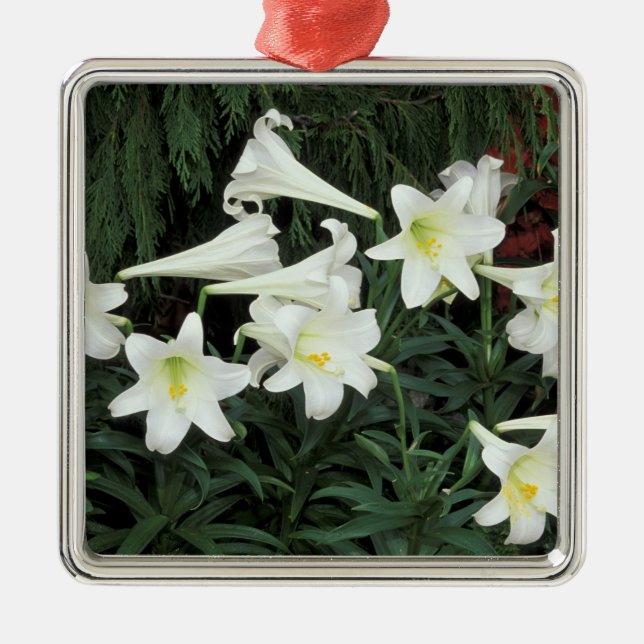 Påsklilja (Lilium regale) Julgransprydnad Metall (Framsidan)