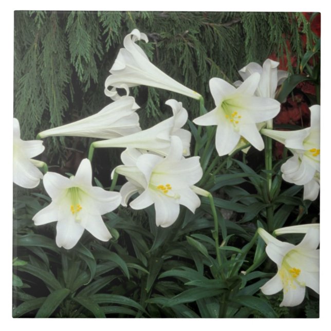 Påsklilja (Lilium regale) Kakelplatta (Framsidan)