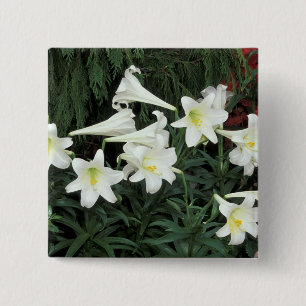 Påsklilja (Lilium regale) Knapp