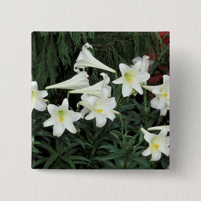 Påsklilja (Lilium regale) Knapp (Framsida)
