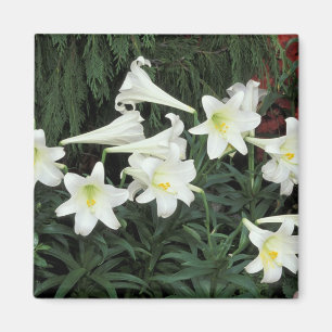 Påsklilja (Lilium regale) Magnet