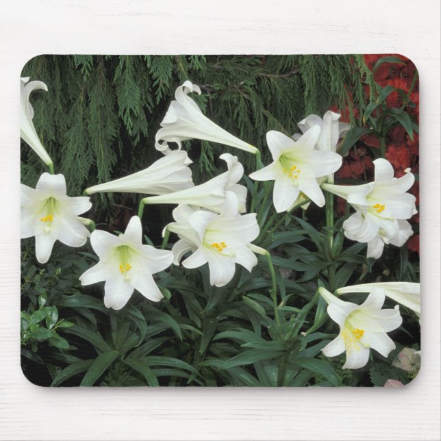 Påsklilja (Lilium regale) Musmatta (Framsidan)