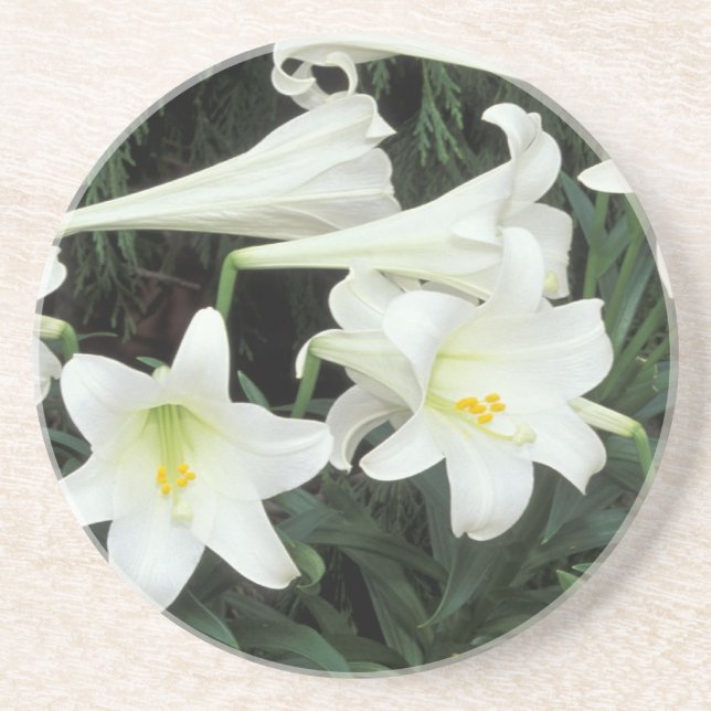 Påsklilja (Lilium regale) Underlägg Sandsten (Framsidan)