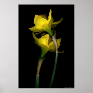 Påsklilja mig poster