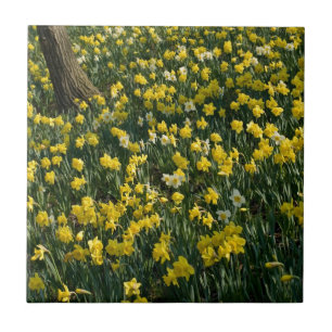 Påskliljabacke - Sunlit gult- och vitblommor Kakelplatta