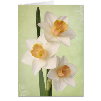 Påskliljar Hälsningskort