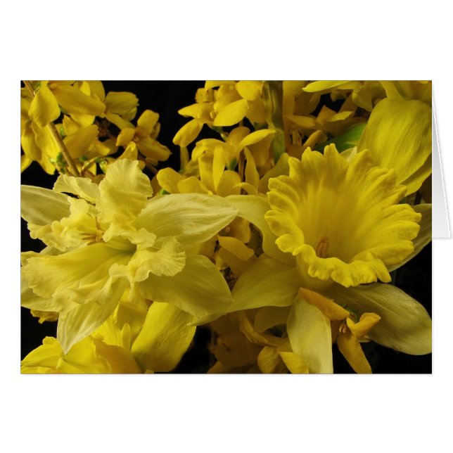 Påskliljar och Forsythia Hälsningskort (Framsidan Horizontal)