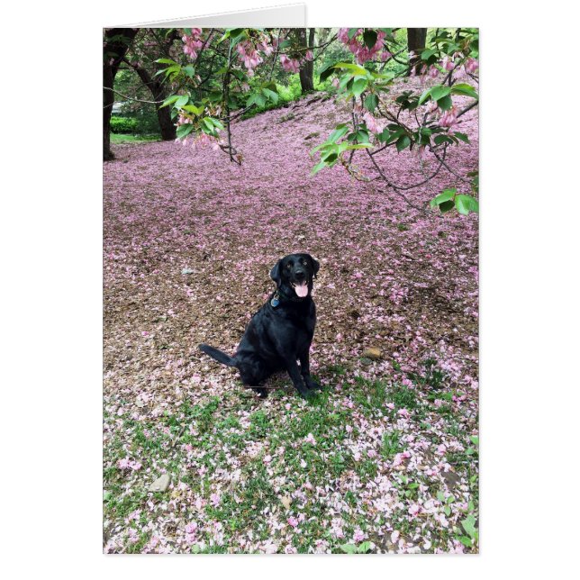 Påsklov Hälsningskort (Framsidan)