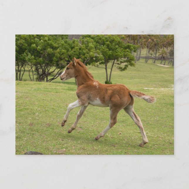 Påskön aka Rapa Nui Vykort (Framsida)