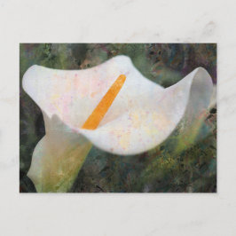 Paskridet Calla Lily Vågrät vykort