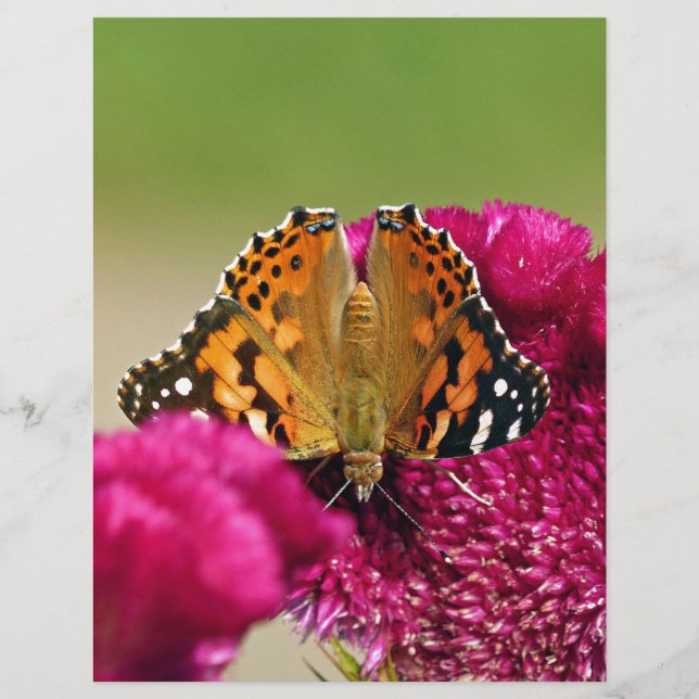 Paskriven Dam Butterfly (Framsida)