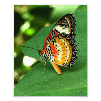 Paskriven Dam Butterfly Fototryck