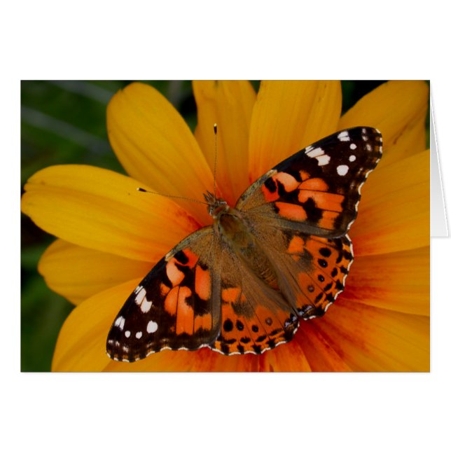 Paskriven Dam Butterfly Hälsningskort (Framsidan Horizontal)