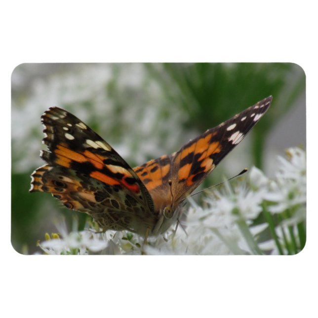 Paskriven Dam Butterfly Magnet (Horisontell)