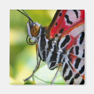 Paskriven Dam Butterfly Magnet