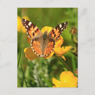 Paskriven Dam Butterfly Vykort