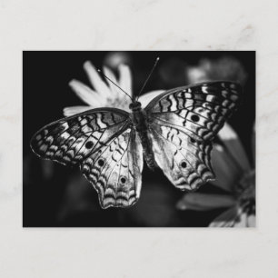 Paskriven Dam Butterfly - vykort