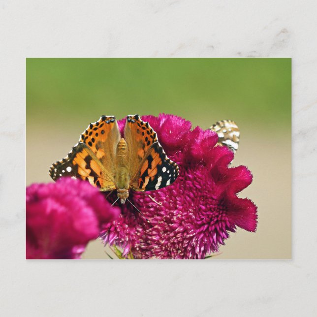 Paskriven Dam Butterfly Vykort (Framsida)