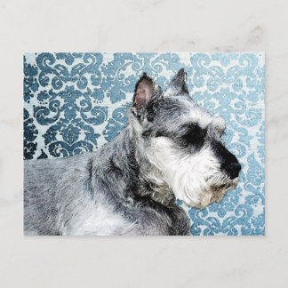 Paskriven Miniature Schnauzer Vykort