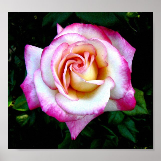 Paskriven Ro Poster (Framsidan)