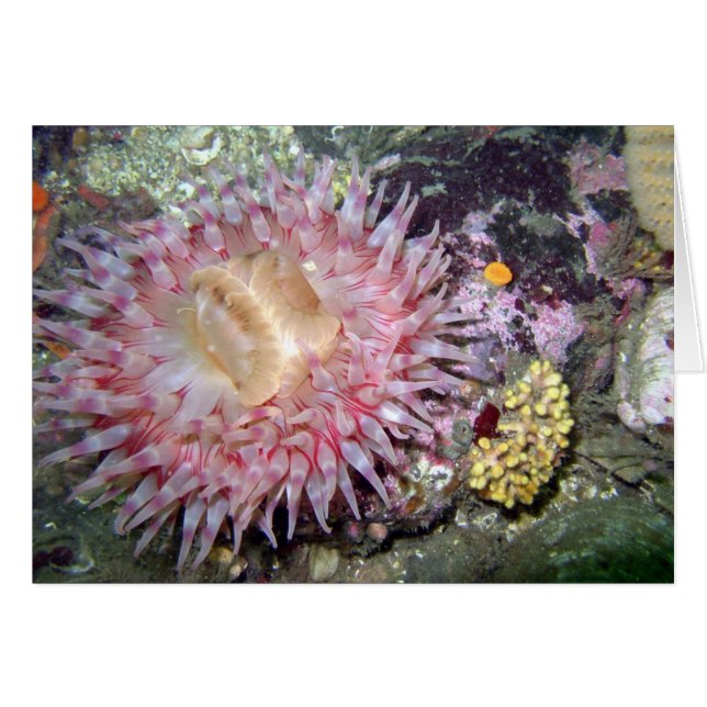 Paskriven Tealia Anemone Hälsningskort (Framsidan Horizontal)