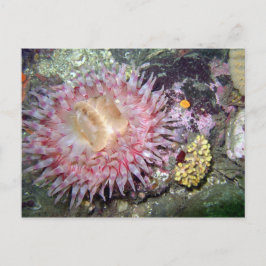 Paskriven Tealia Anemone - vykort