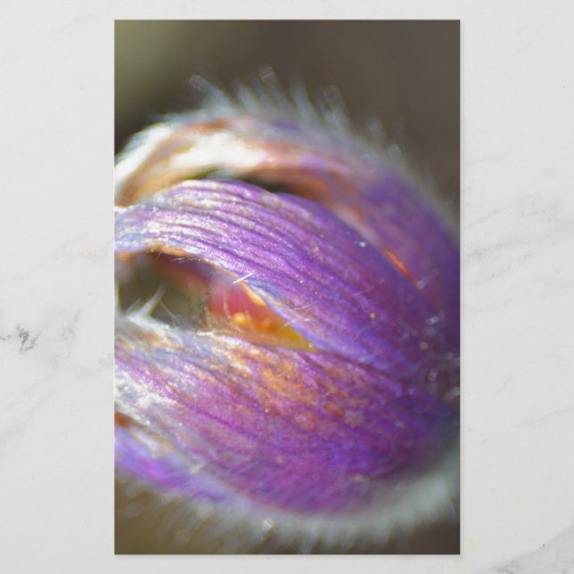 Pasque Flower Bud (Framsida)