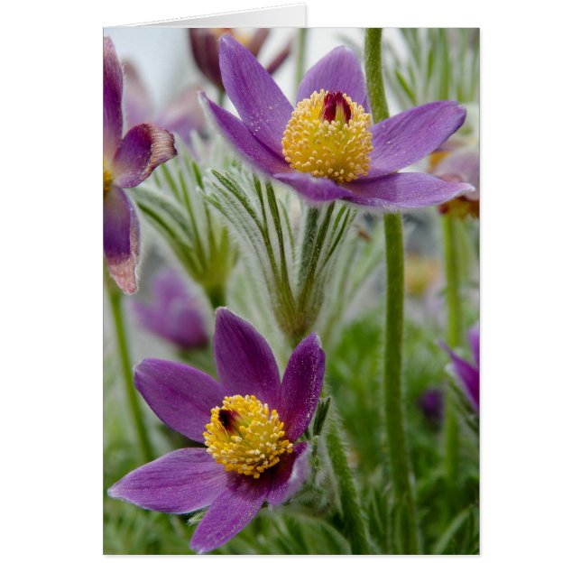 Pasque Flower eller Pulsatilla Hälsningskort (Framsidan)