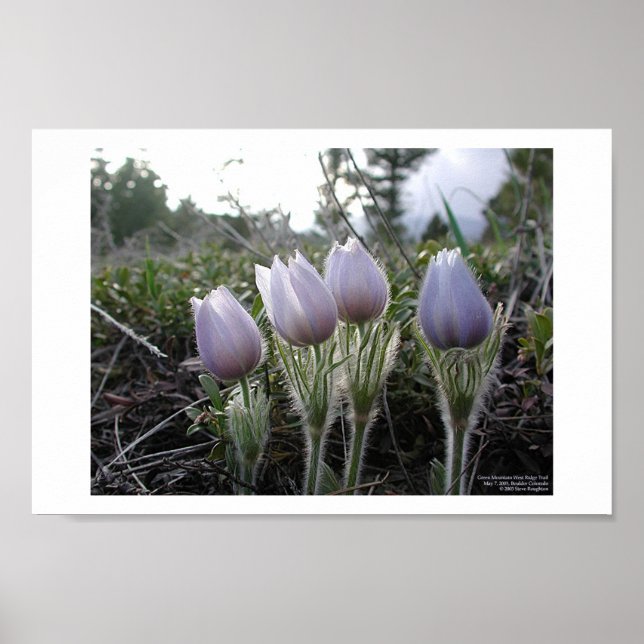 Pasque Flower Poster (Framsidan)