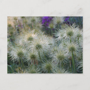 Pasque Flower Seed Head Postcard Vykort