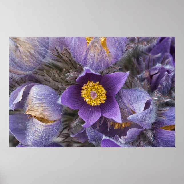 Pasqueflower Poster (Framsidan)